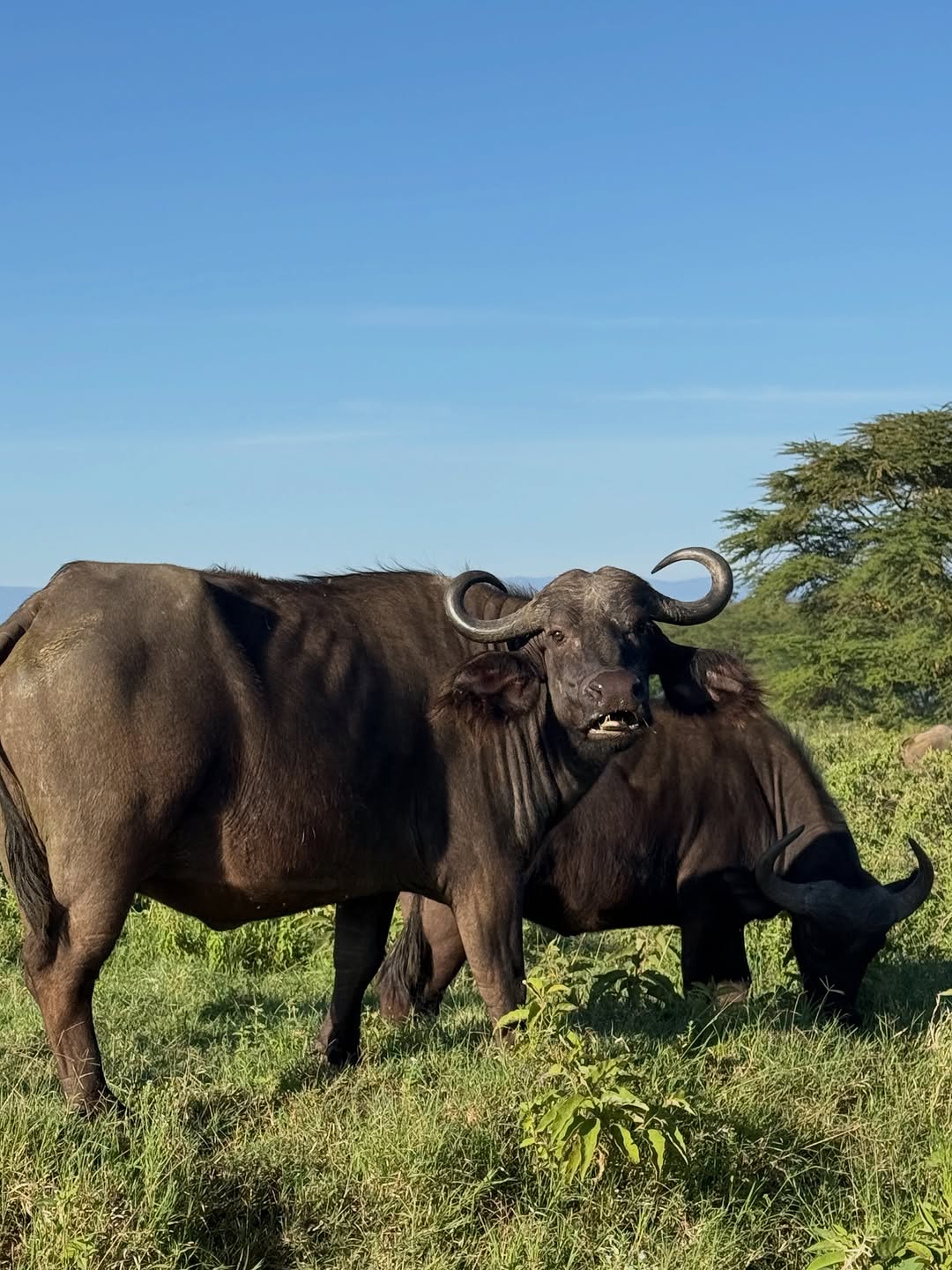 Cape buffalo pair photographed on a Kenya safari game drive, one of the Big Five species found in the Maasai Mara and Tsavo