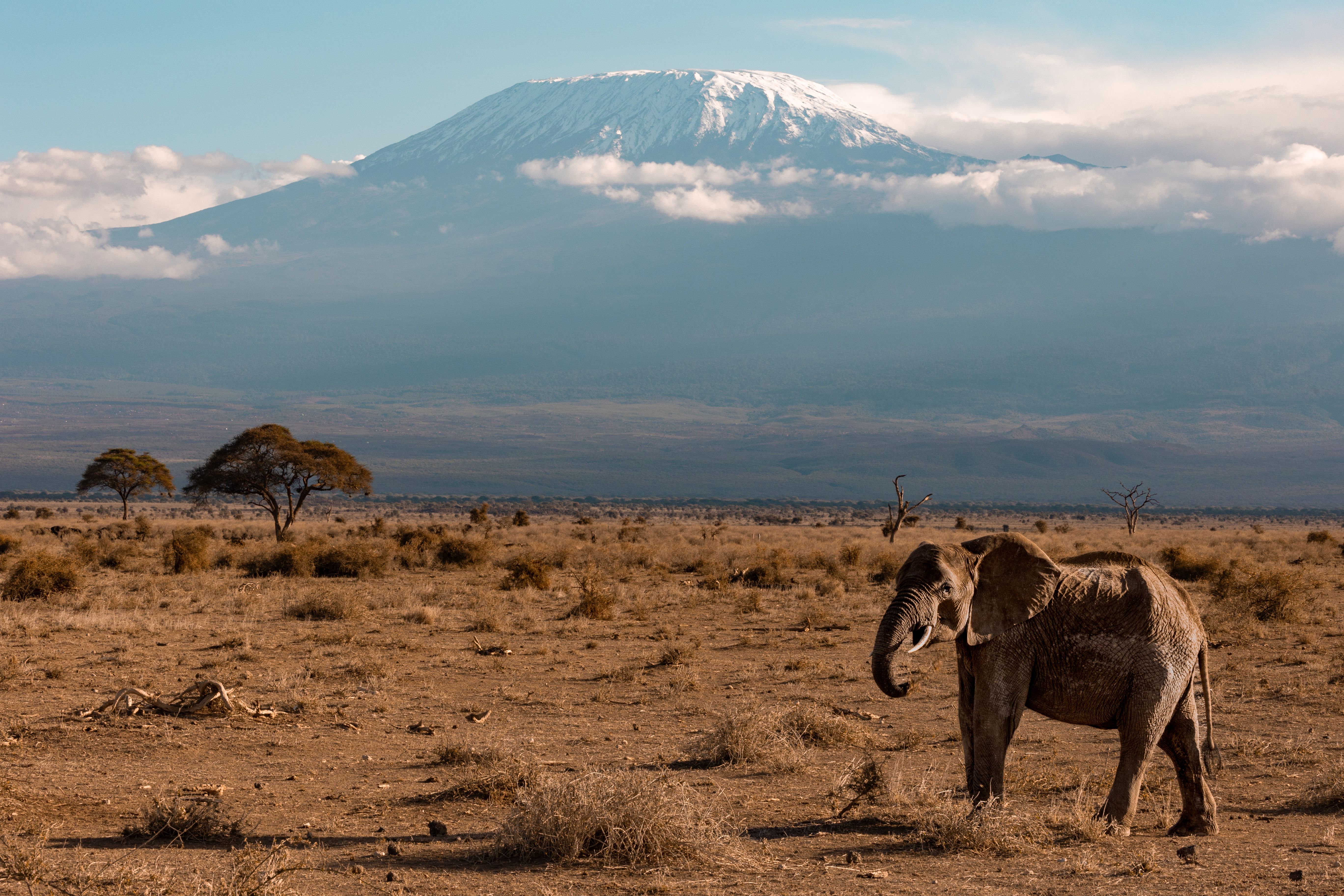 Elephant roaming the savanna with Mount Kilimanjaro in the background, showcasing the beauty of African wildlife