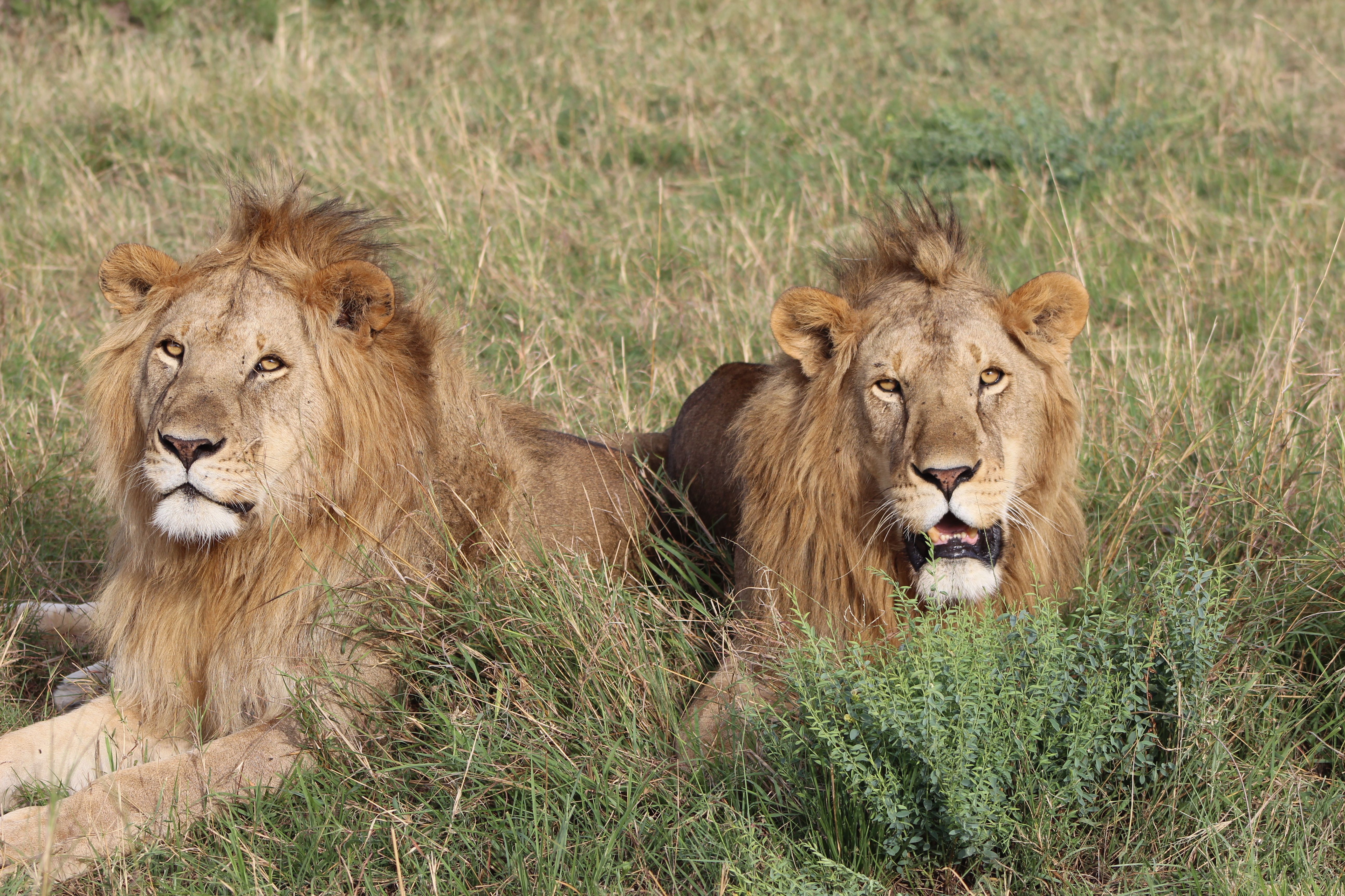 Naboisho Conservancy Safari: The Definitive Guide for UK Travellers (2026/2027)