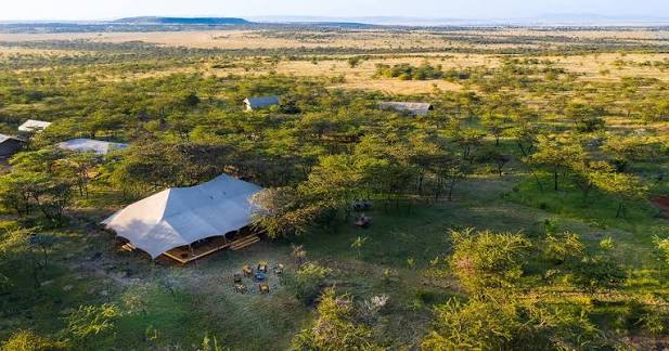 Aerial view of Mara Expedition Camp set among acacia trees in the open plains of the Maasai Mara.