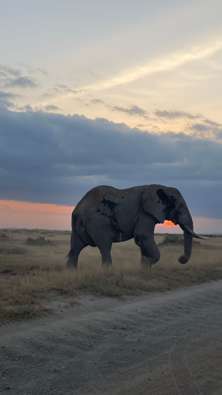 An elephant crosses a dirt track at sunset in the Maasai Mara during a Kenya safari