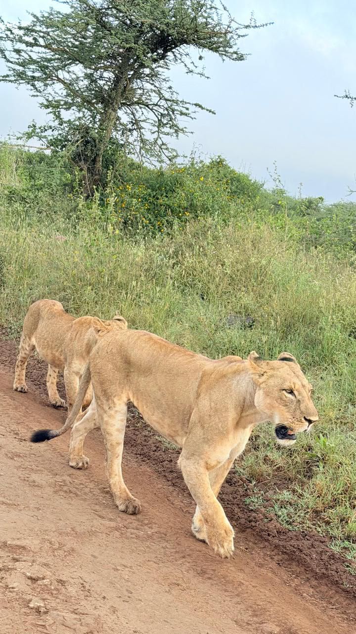 Lioness and cub walking through the Maasai Mara during a Kenya safari game drive