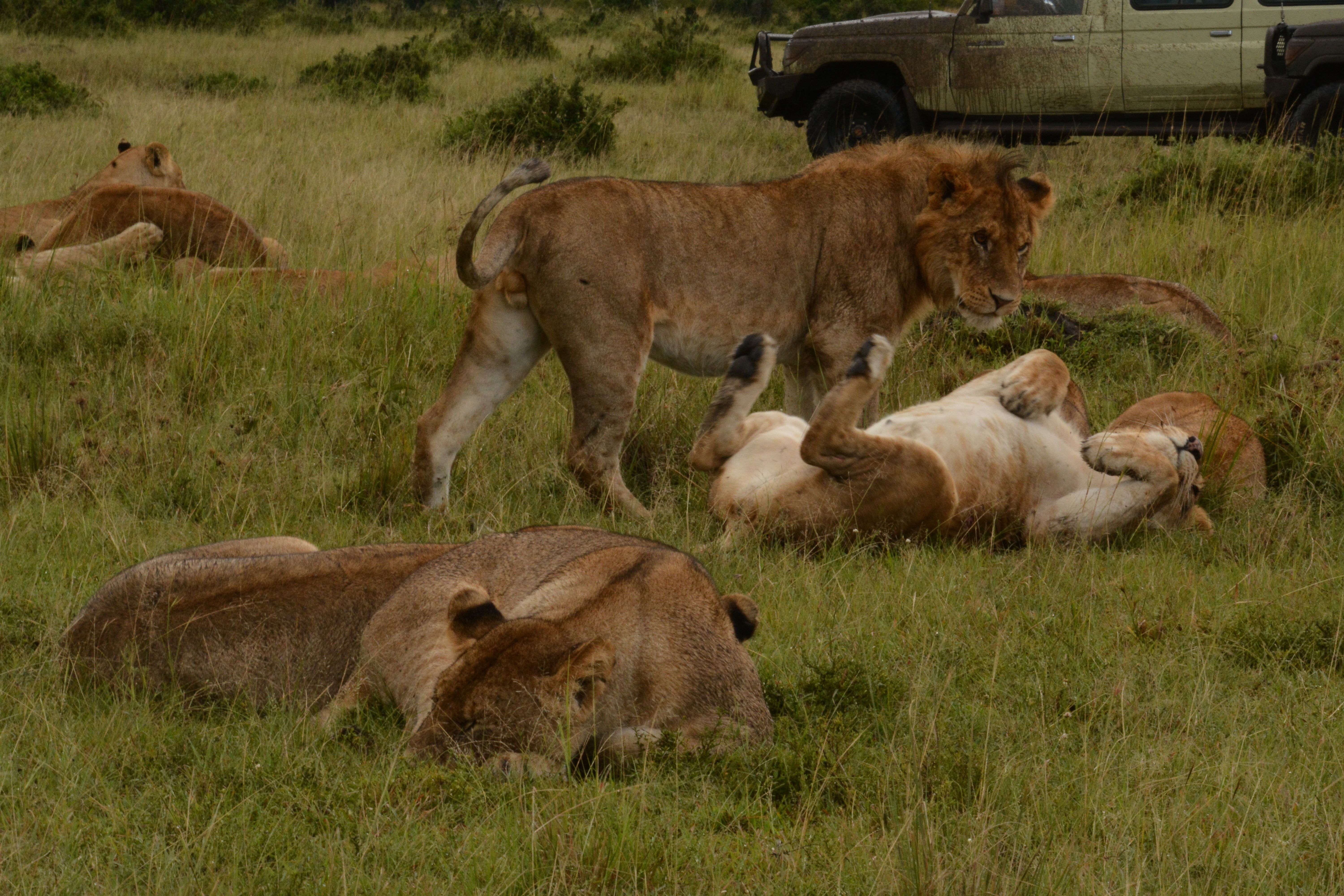 Lion pride resting in the grass with a safari vehicle in the Maasai Mara, Kenya