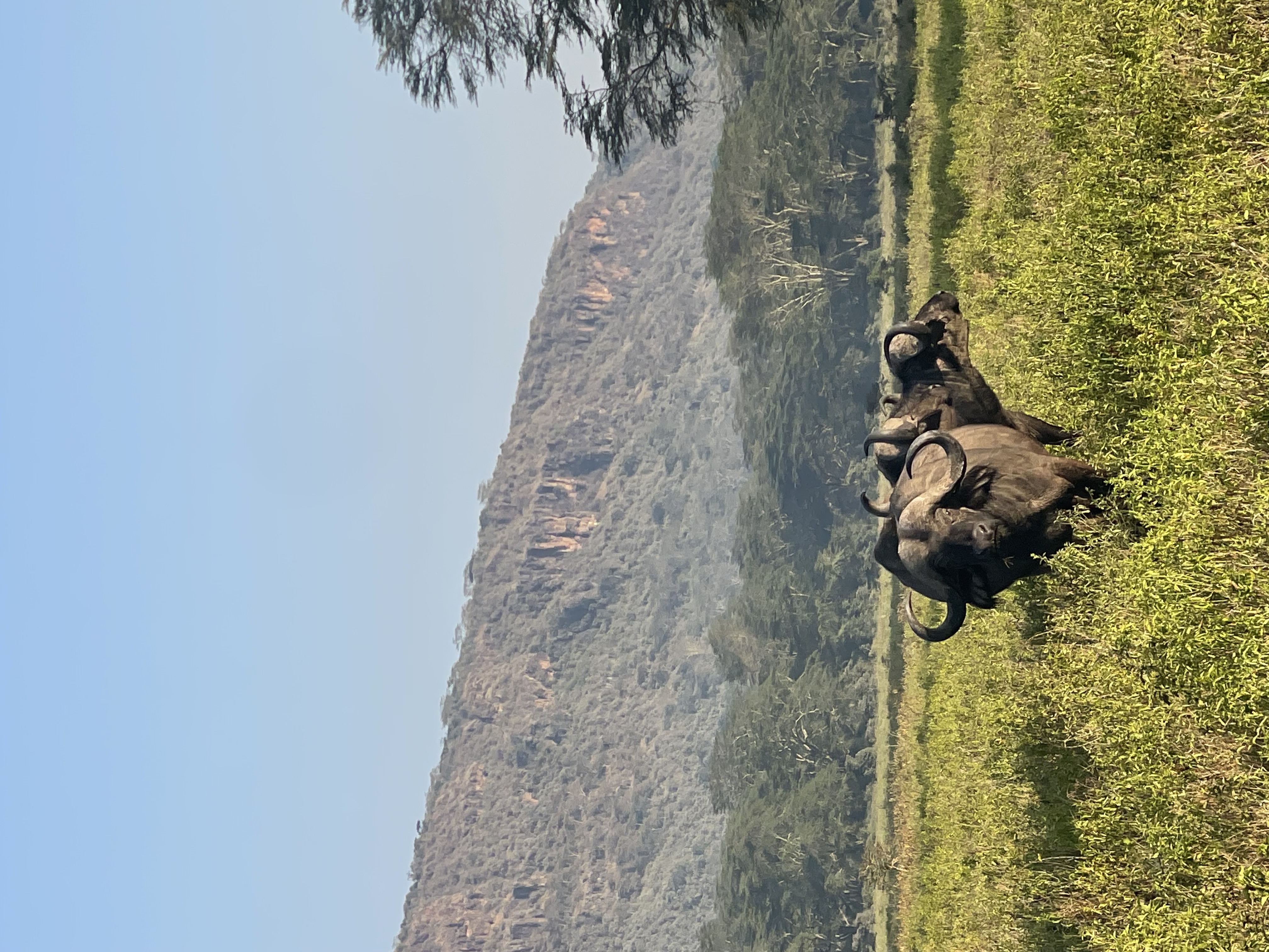 Cape buffalo herd grazing on green plains during Tanzania's wet season
