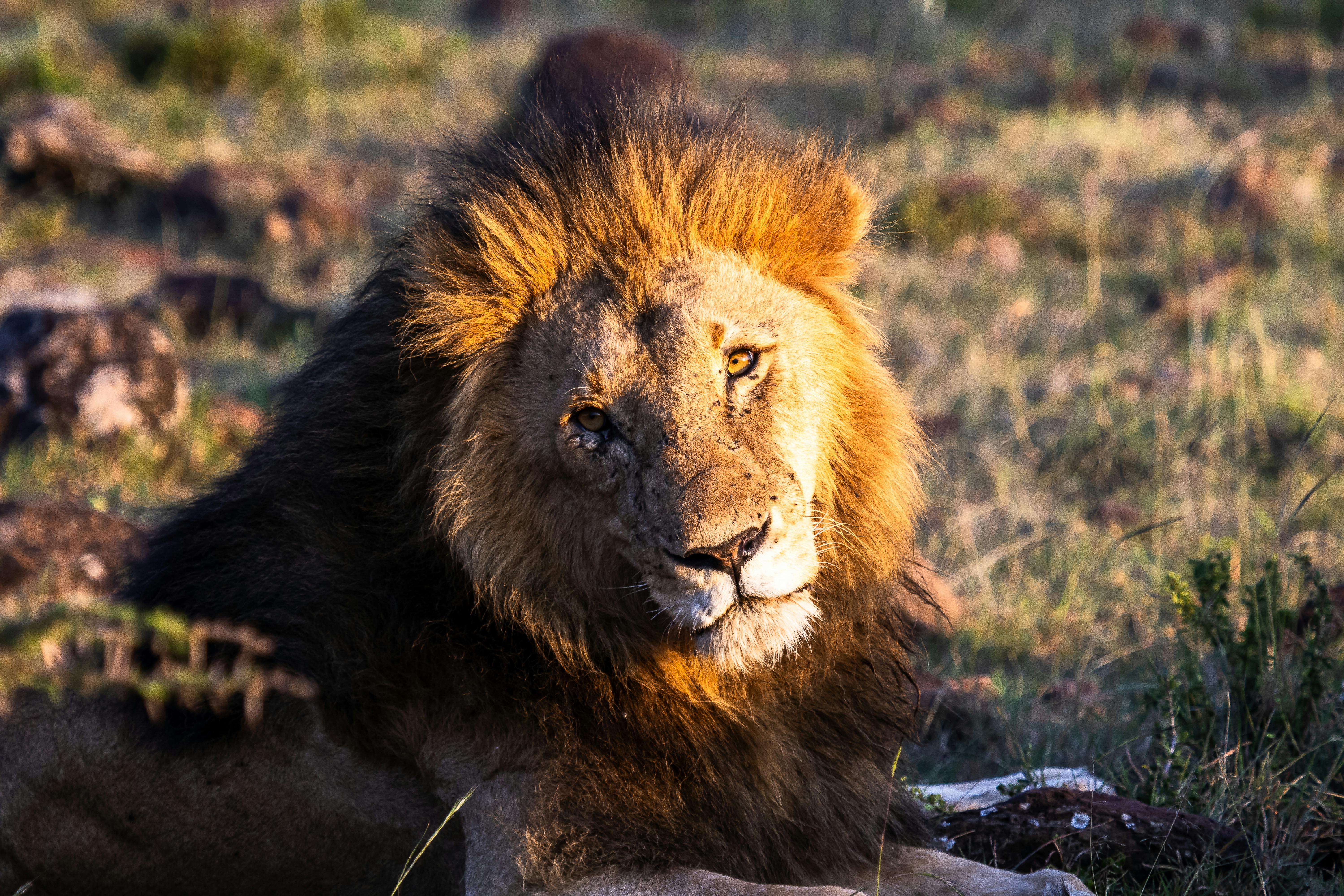 Kenya Safari vs. South Africa Safari: The Definitive Guide to Choosing the Right Trip for You