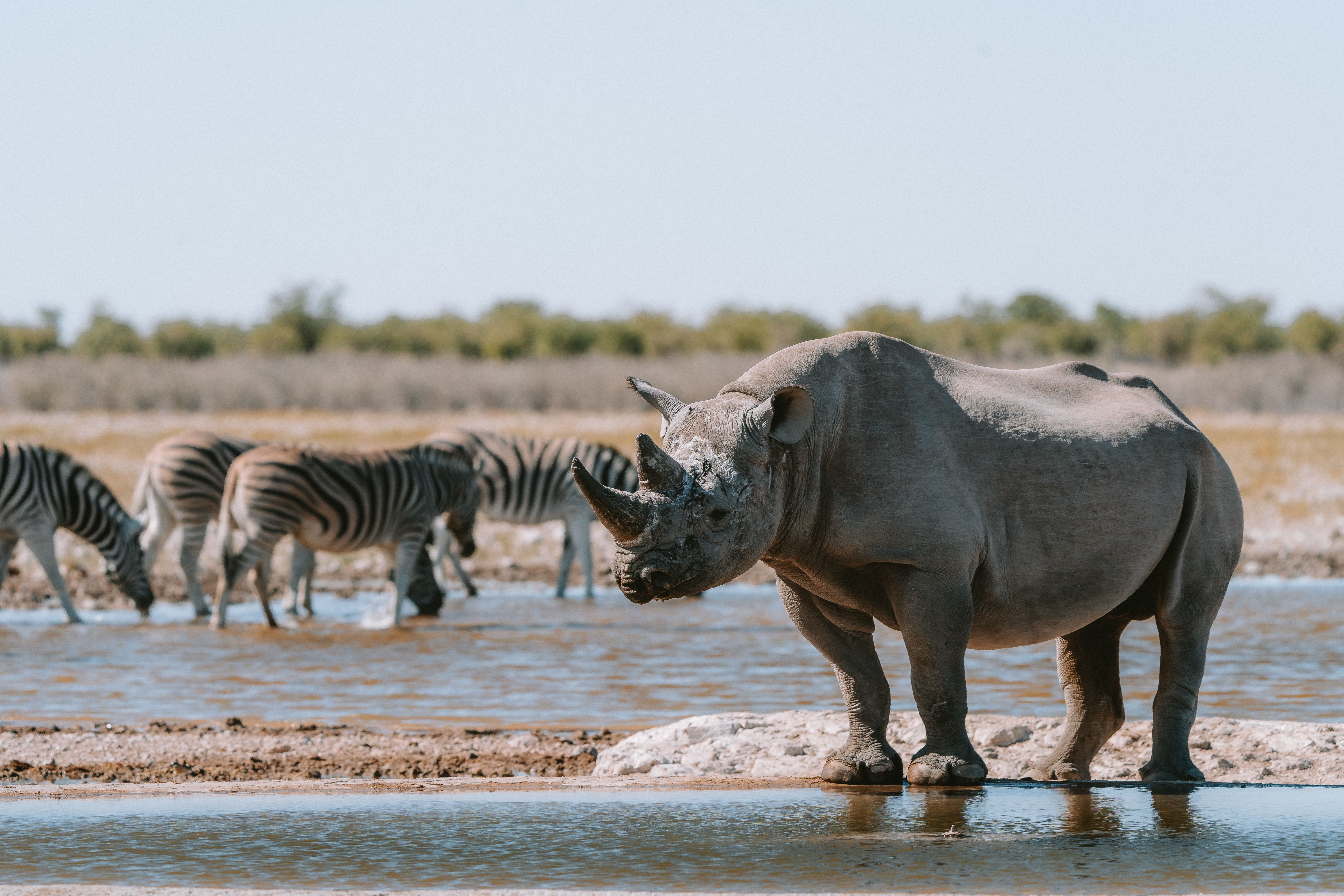 Black rhino and zebras at a waterhole in Kenya