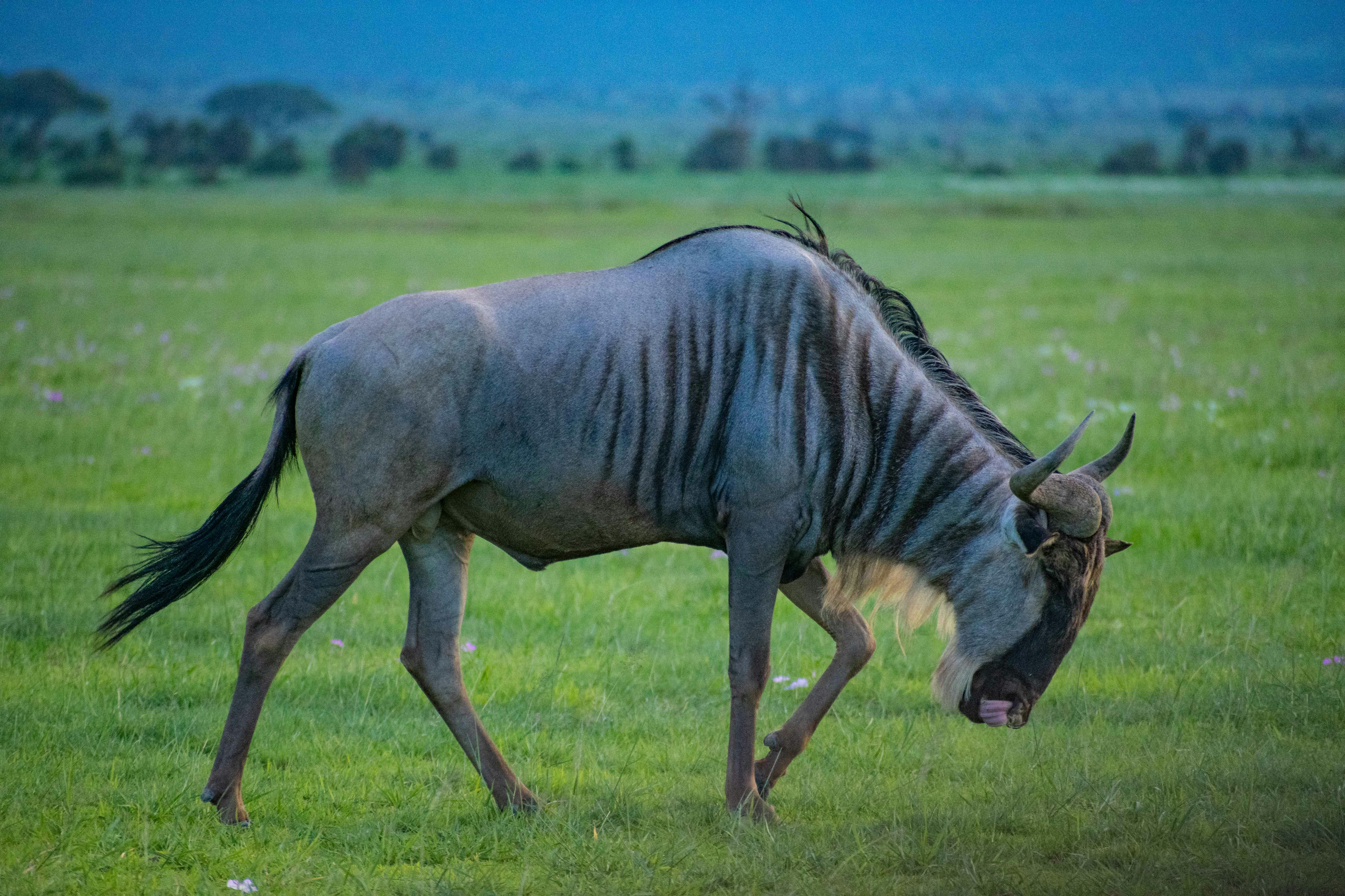 Beyond The Plains Budget Safari