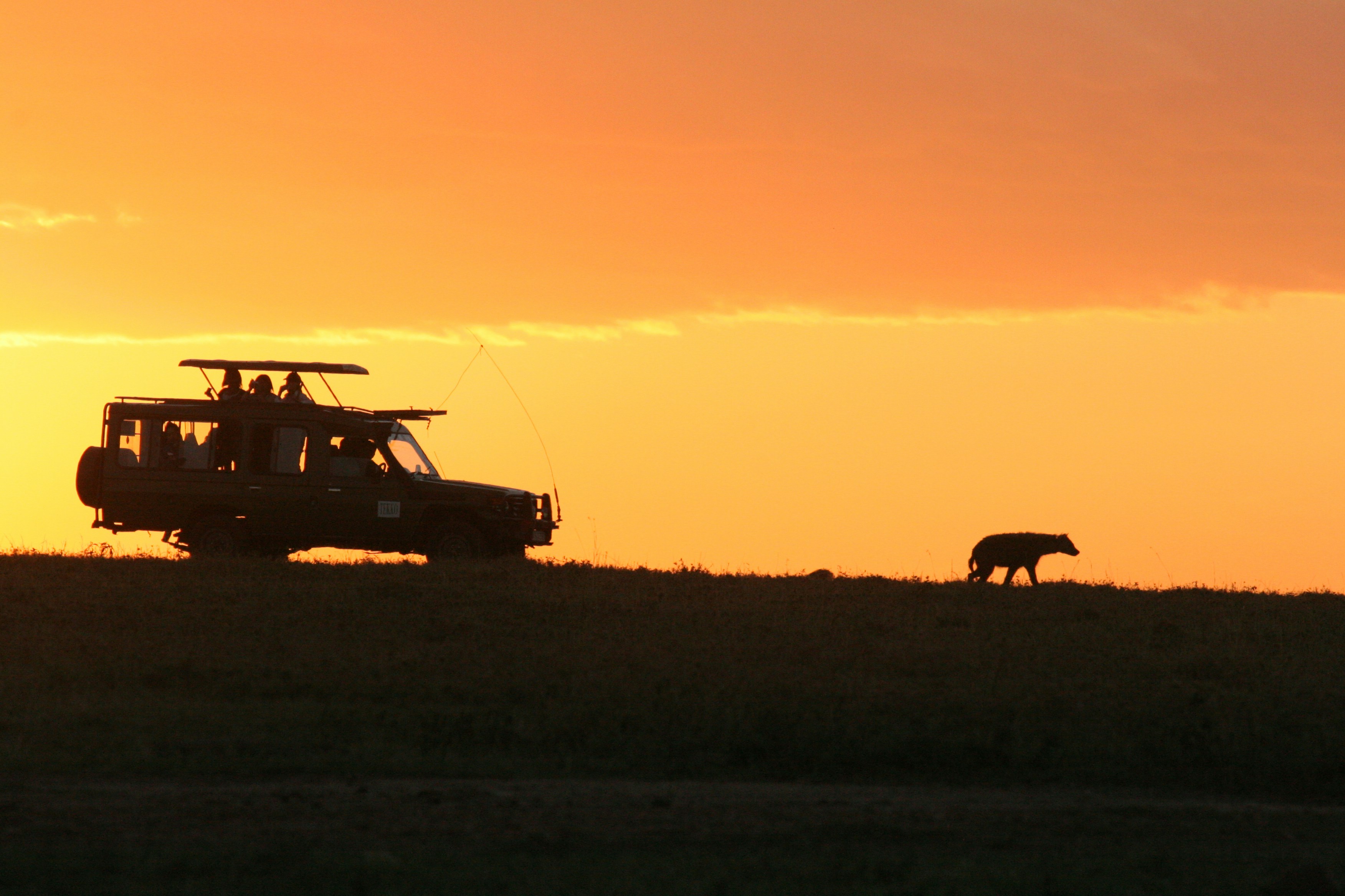 Budget Kenya Safari: What It Actually Costs and How to Book One