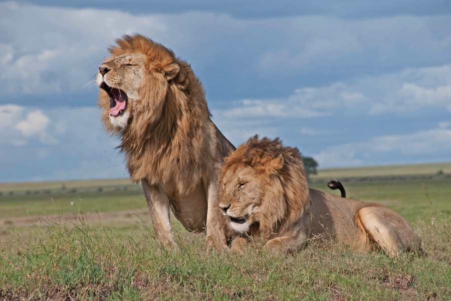Masai Mara Park Fees 2026/27: What Changed and What It Means for Your Safari Budget