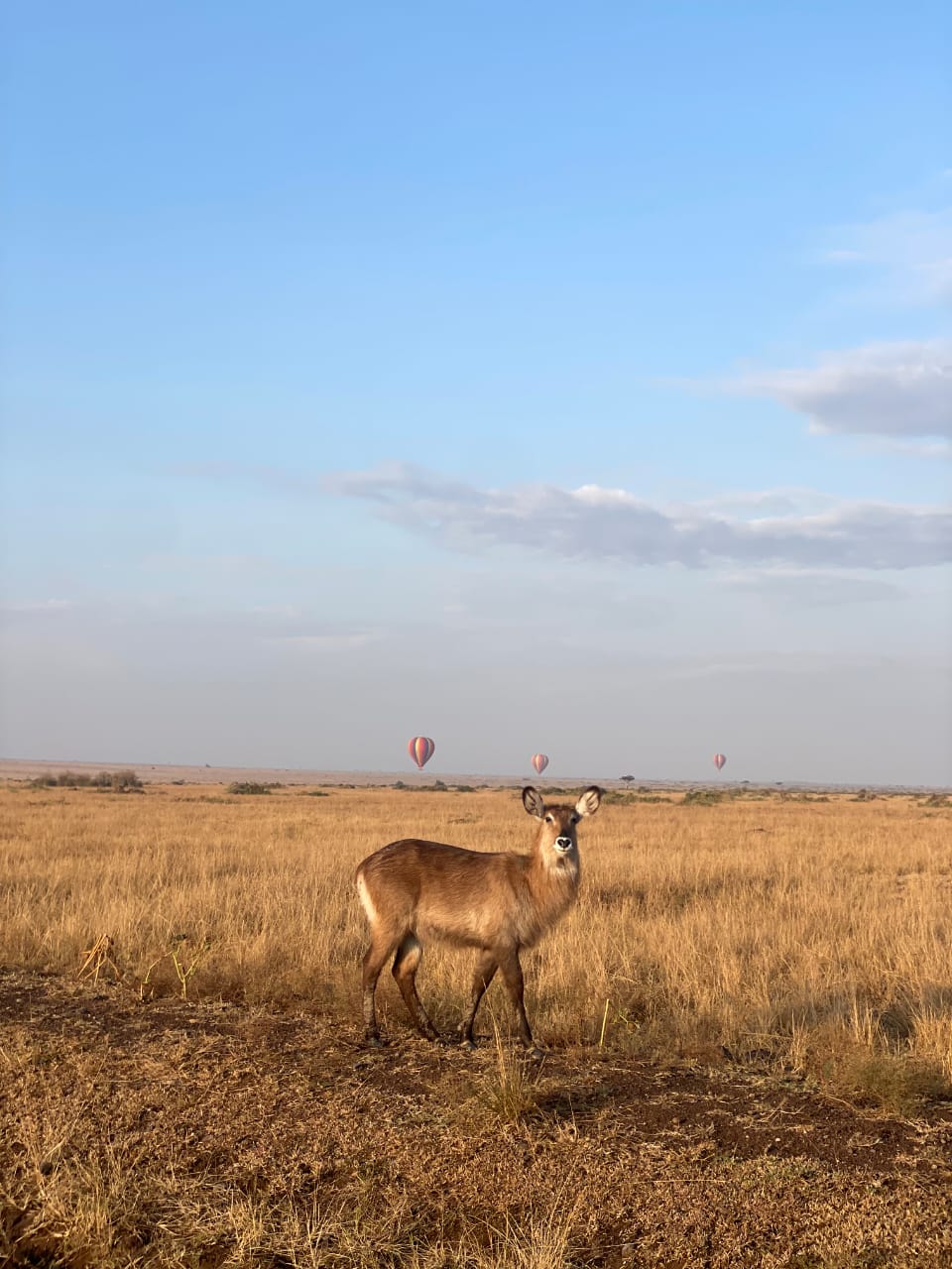 Waterbuck sighting during Maasai Mara balloon safari
