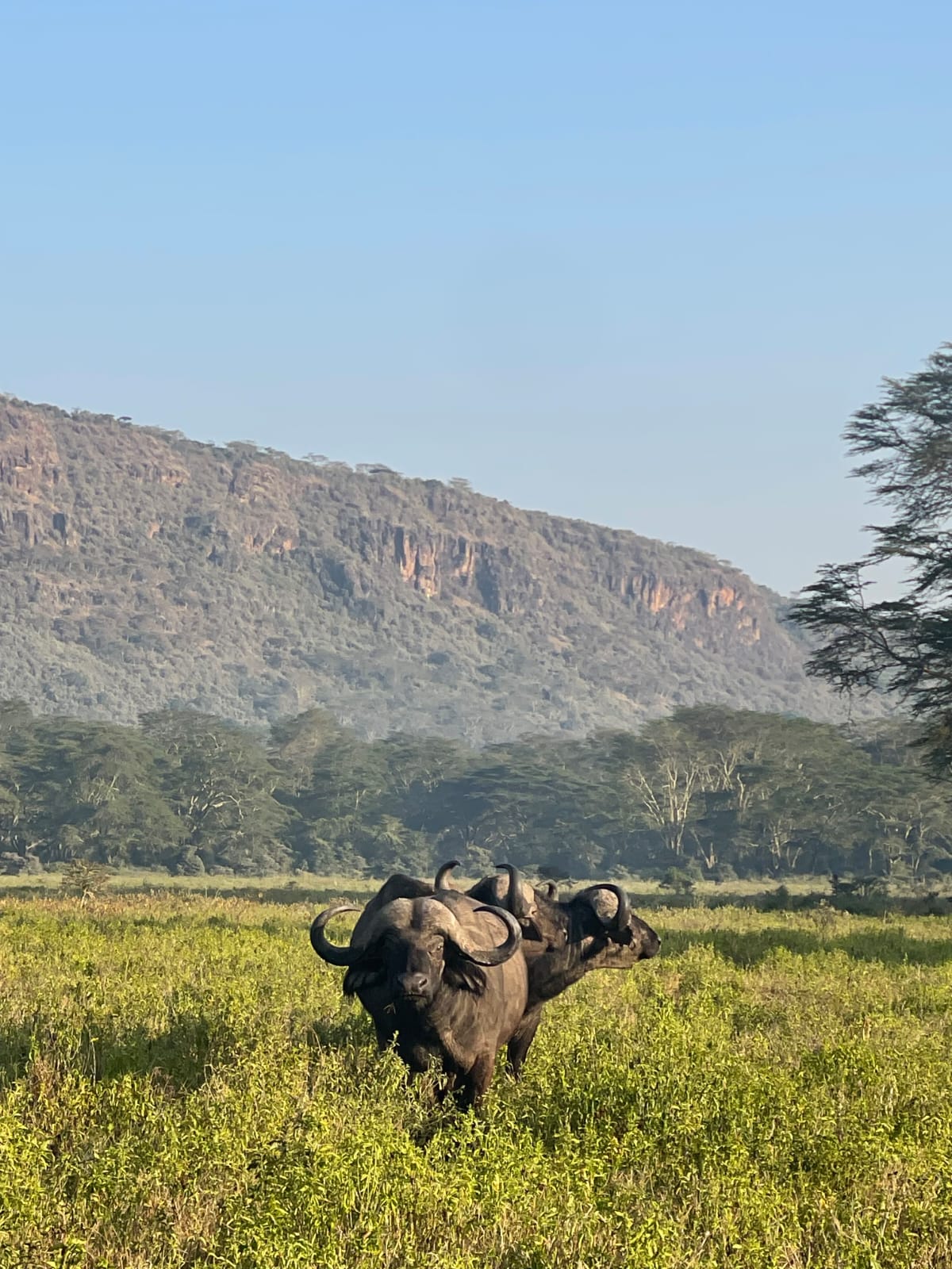 Buffalo herd grazing on protected conservancy grassland in Kenya