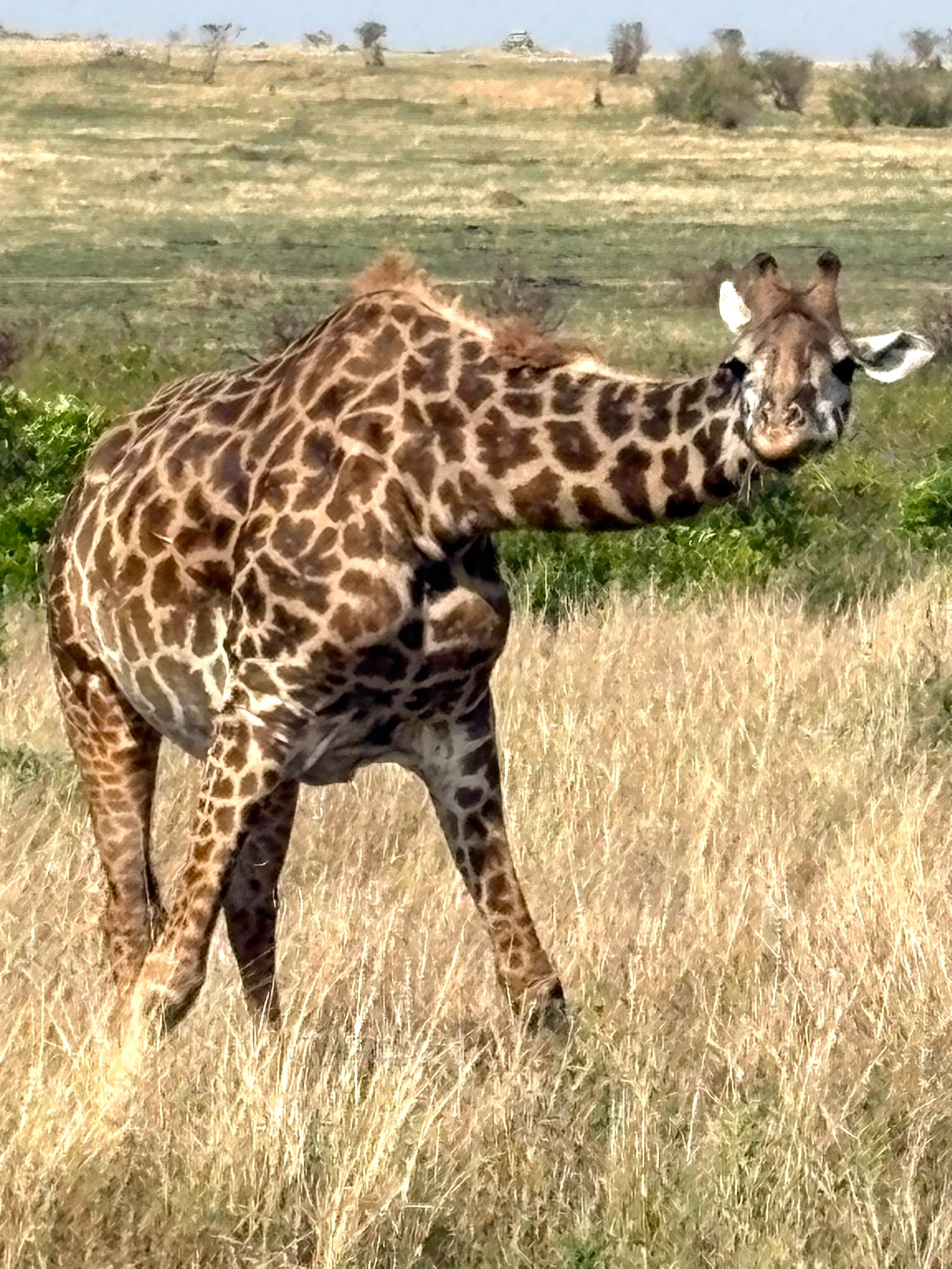 Giraffe grazing on the Maasai Mara savannah in Kenya
