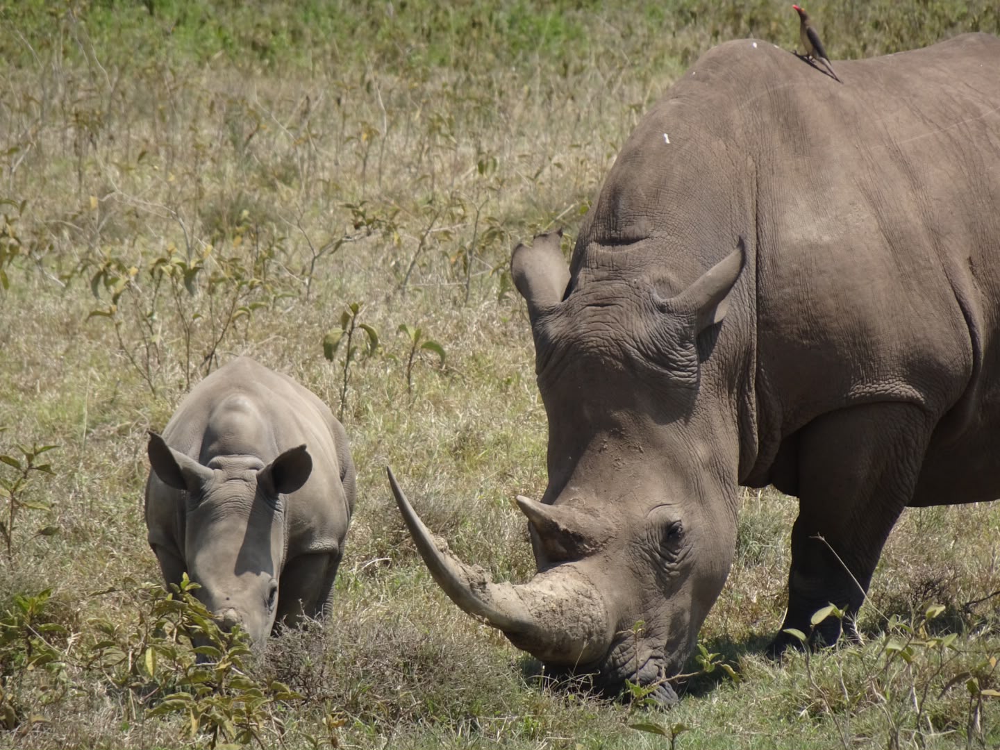 The Ultimate Kenya Safari from Dubai and the UAE: Flights, Costs & Family Packages