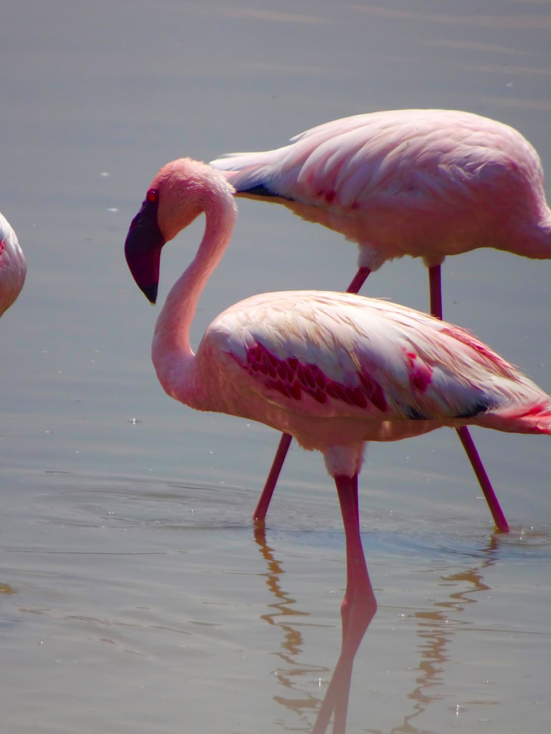 Lesser flamingos wading in the shallow alkaline waters of Lake Nakuru National Park