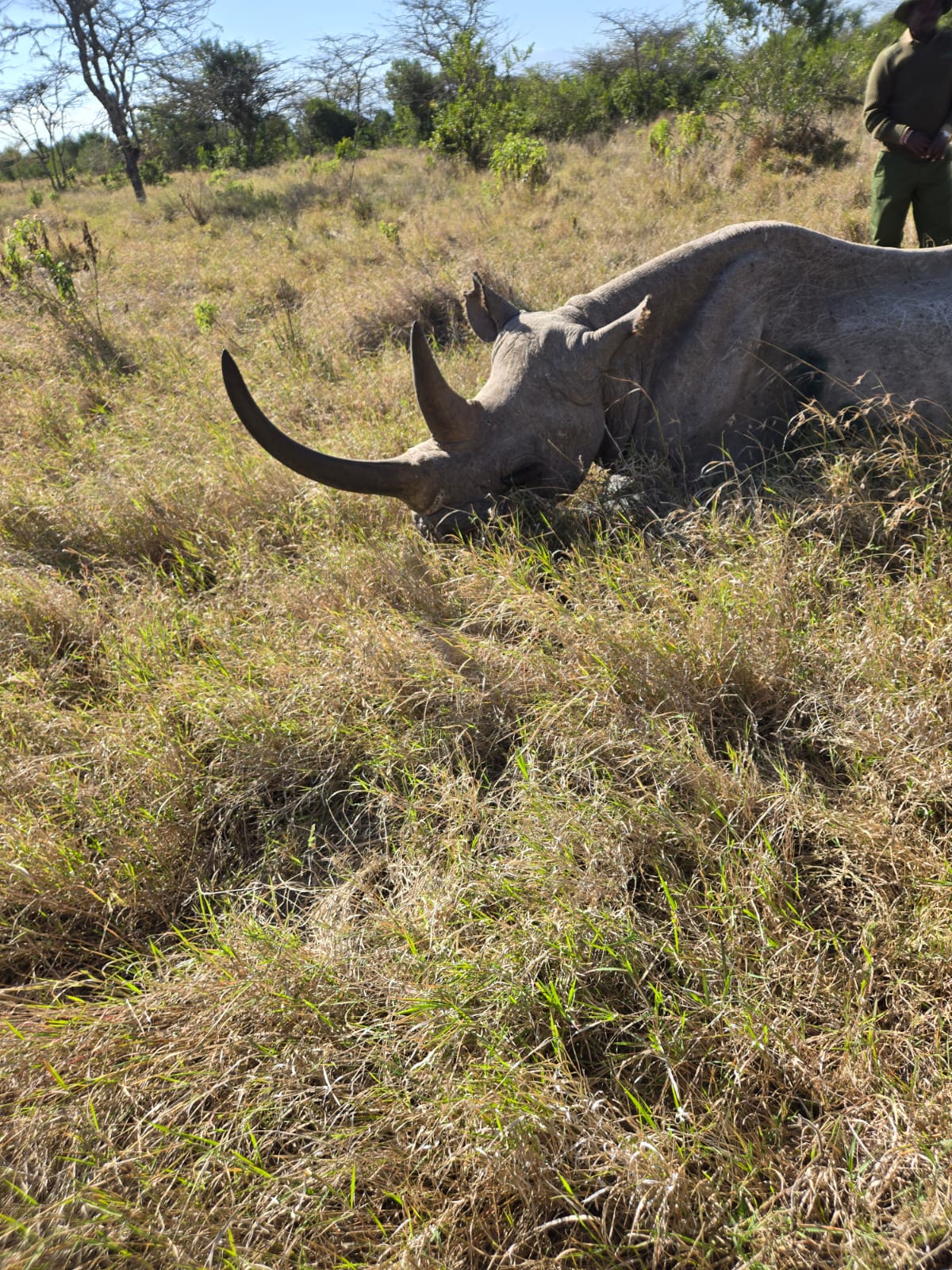 A rhino grazing in tall grassland at Lake Nakuru National Park with a park ranger monitoring nearby