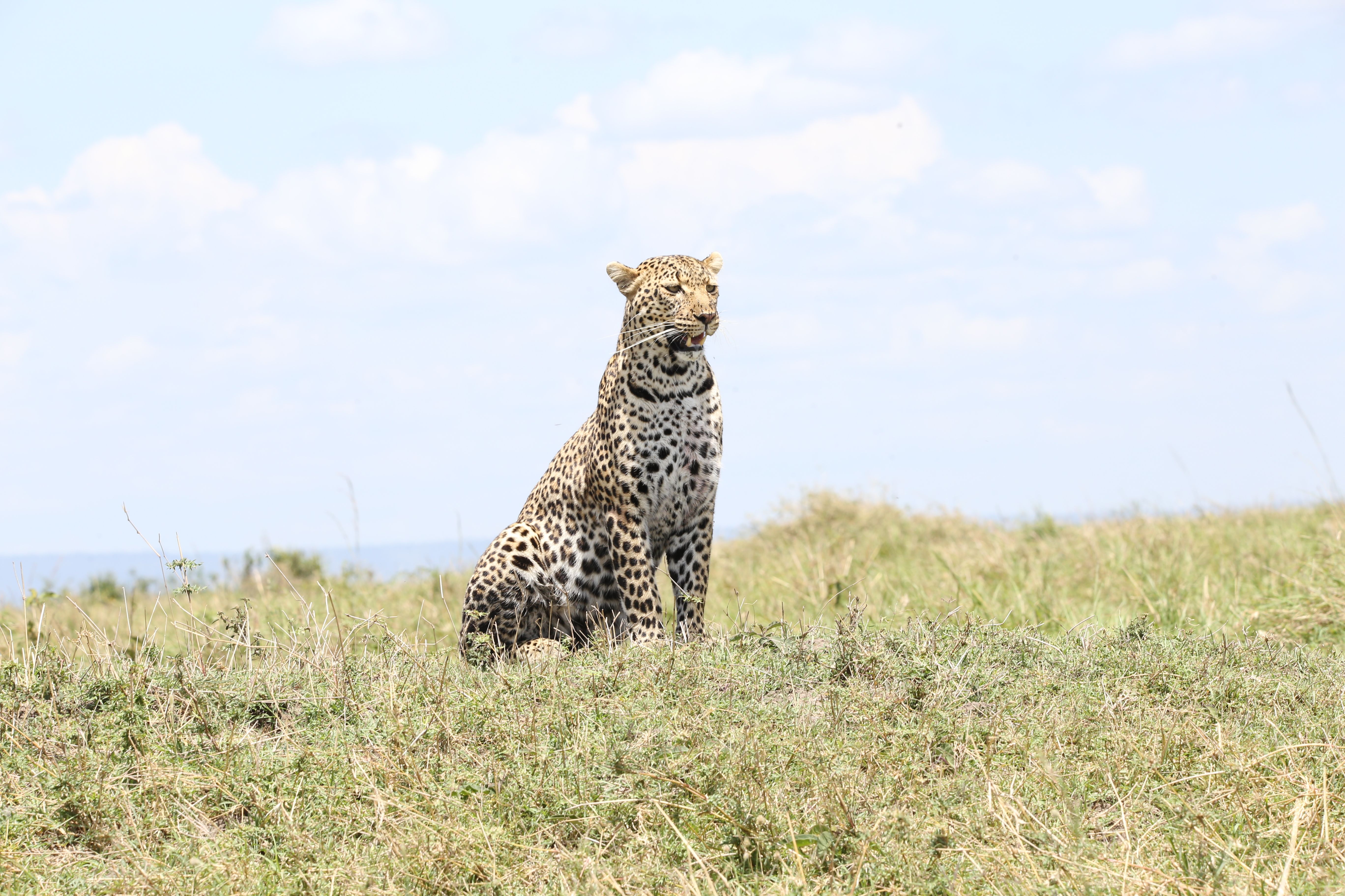 Where to See Leopards in Kenya: The Ultimate Guide to Best Parks, Camps & Guide Tips