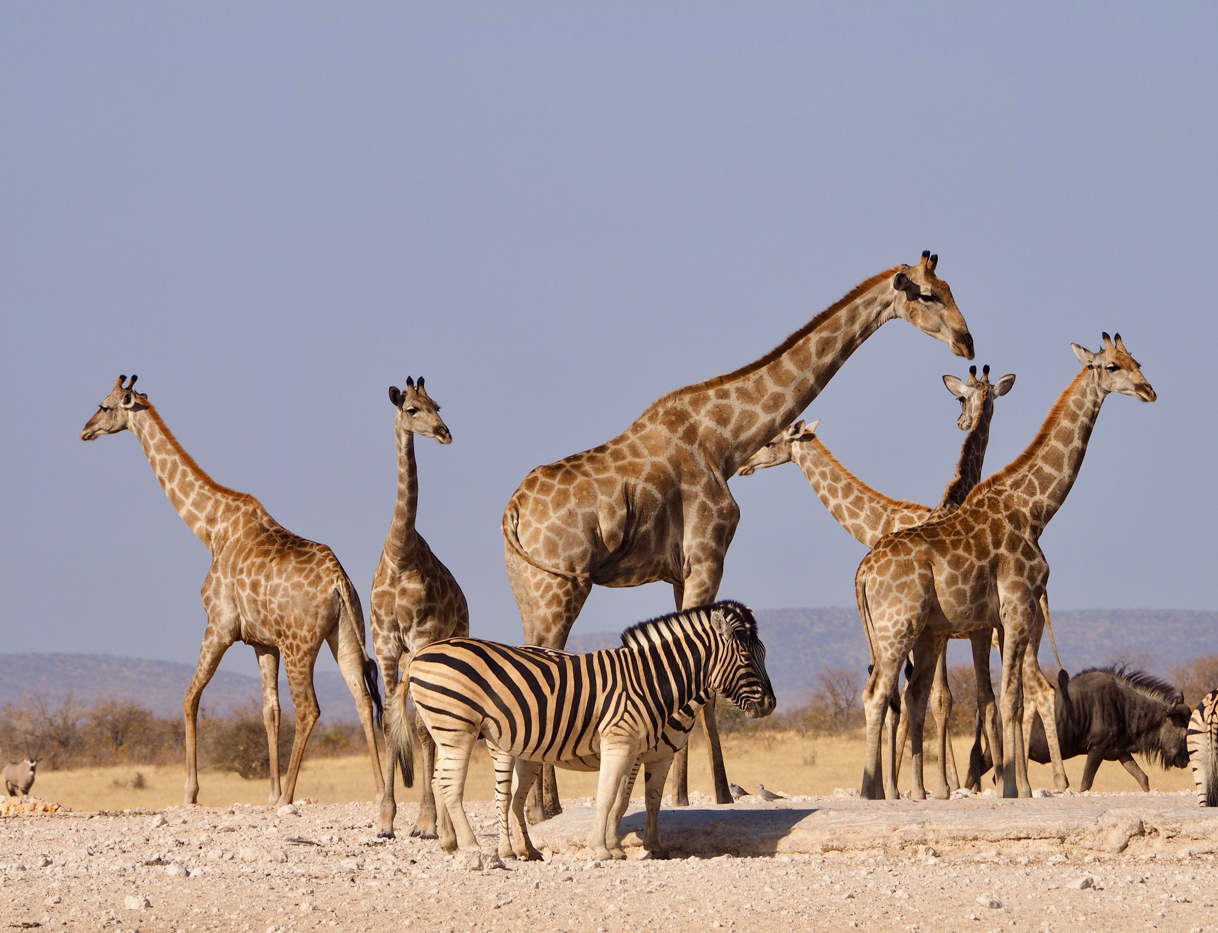 Is AI Trip Planning Safe for Your Kenya Safari? The Complete Guide to What ChatGPT Gets Wrong