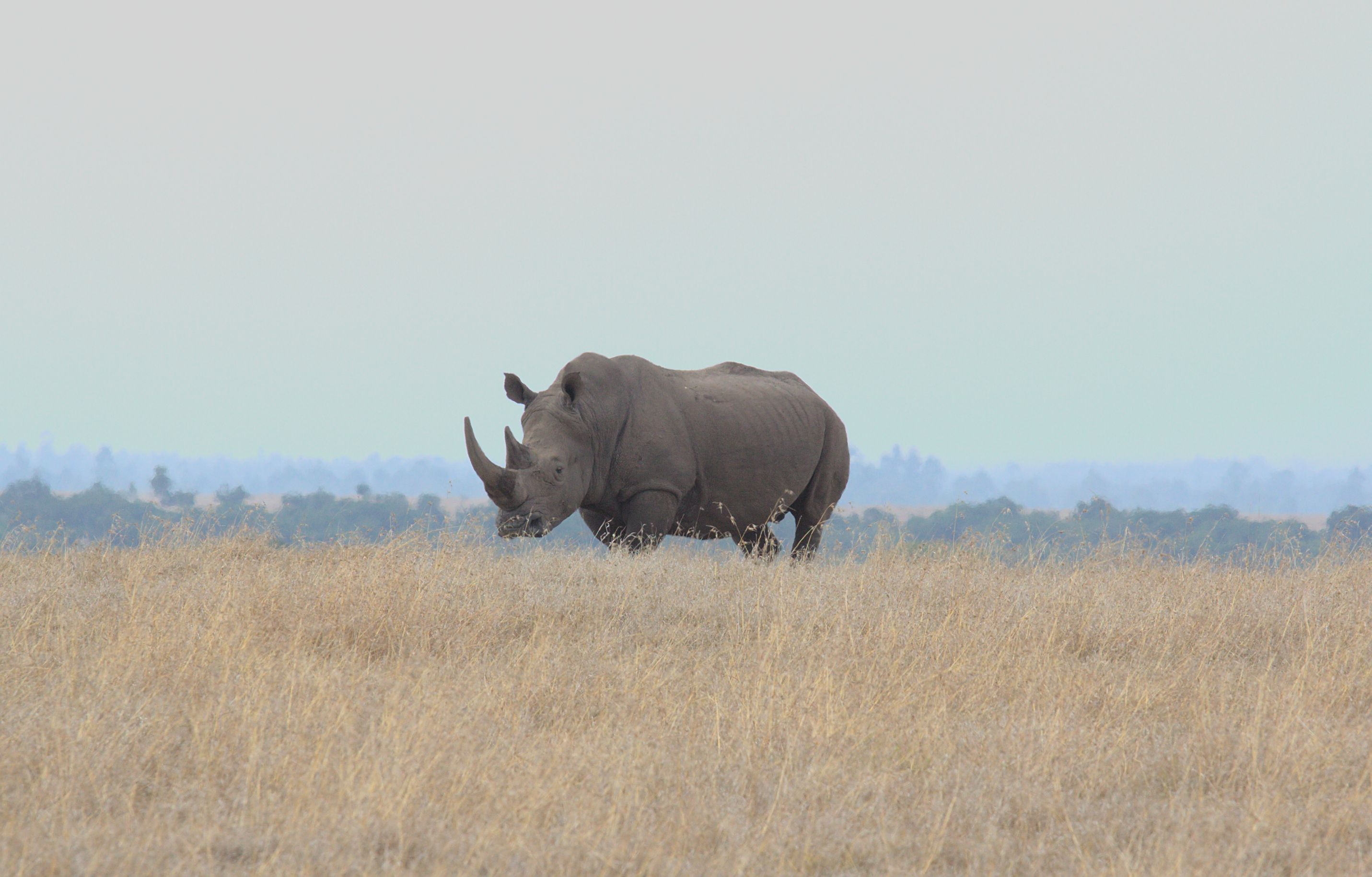 The Ultimate Guide to a Laikipia Conservancies Safari