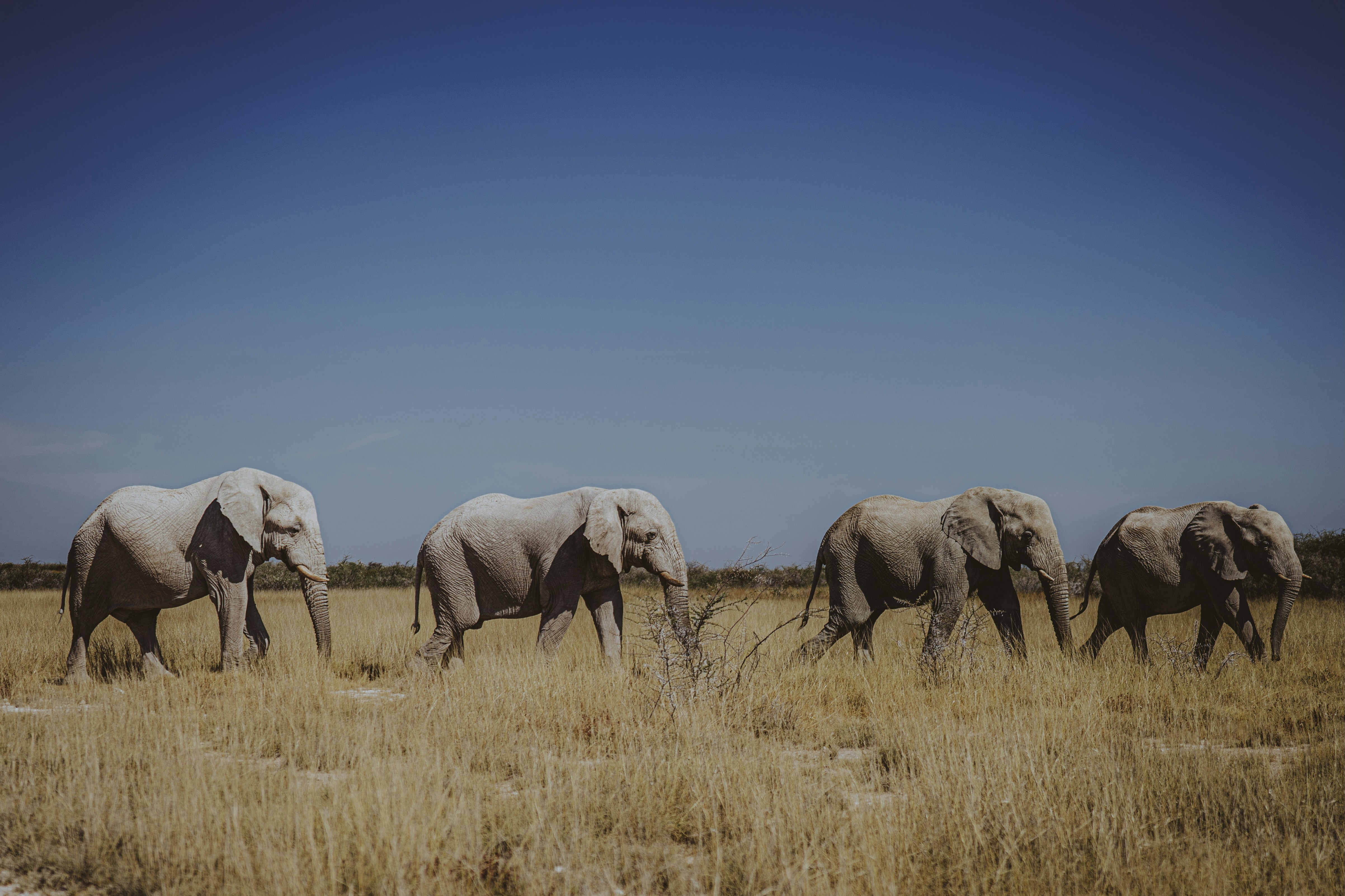 Walking Safaris in Kenya: Best Spots, Costs & Safety