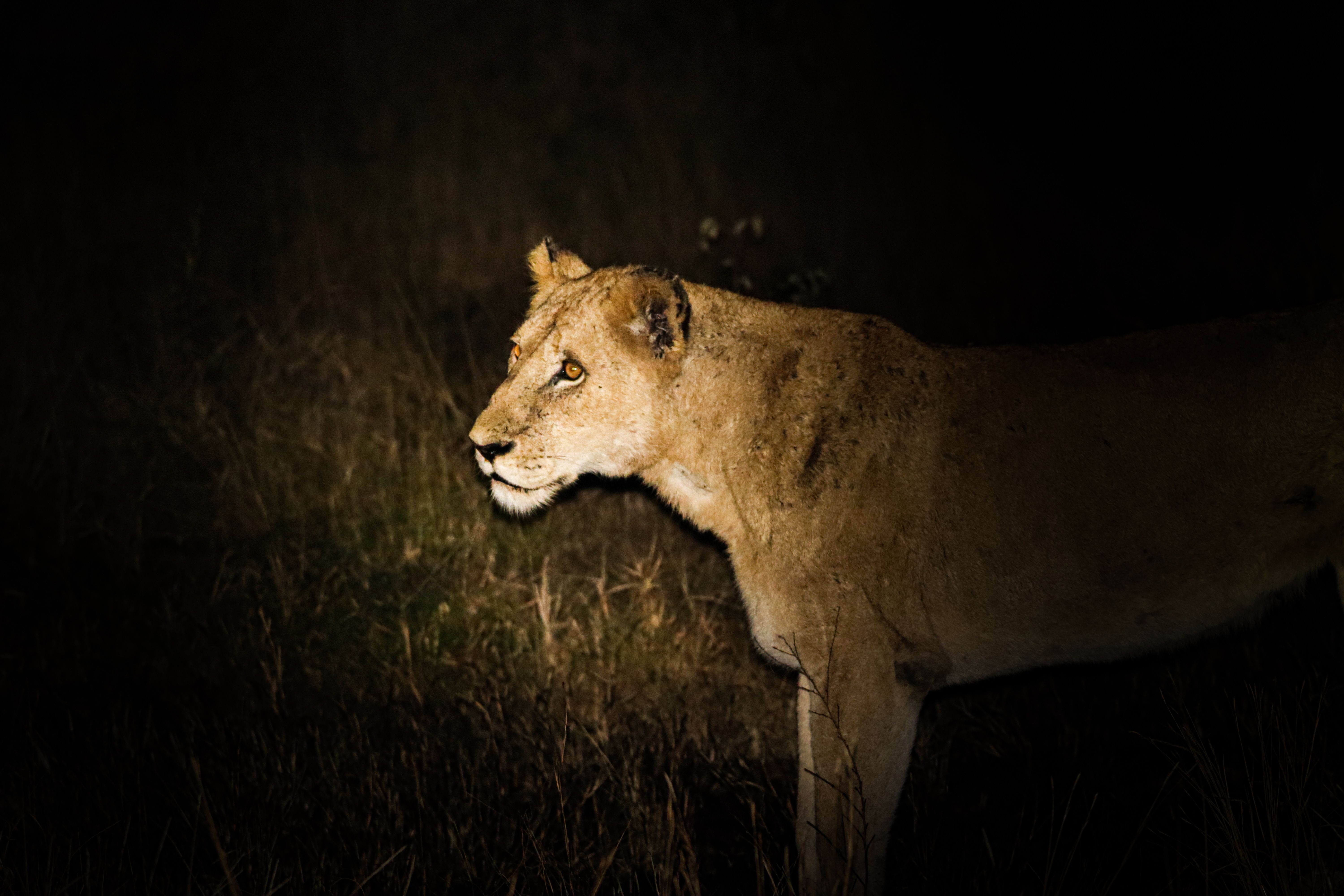 Night Game Drives in Kenya: Where They're Legal, What You'll See, and How to Book