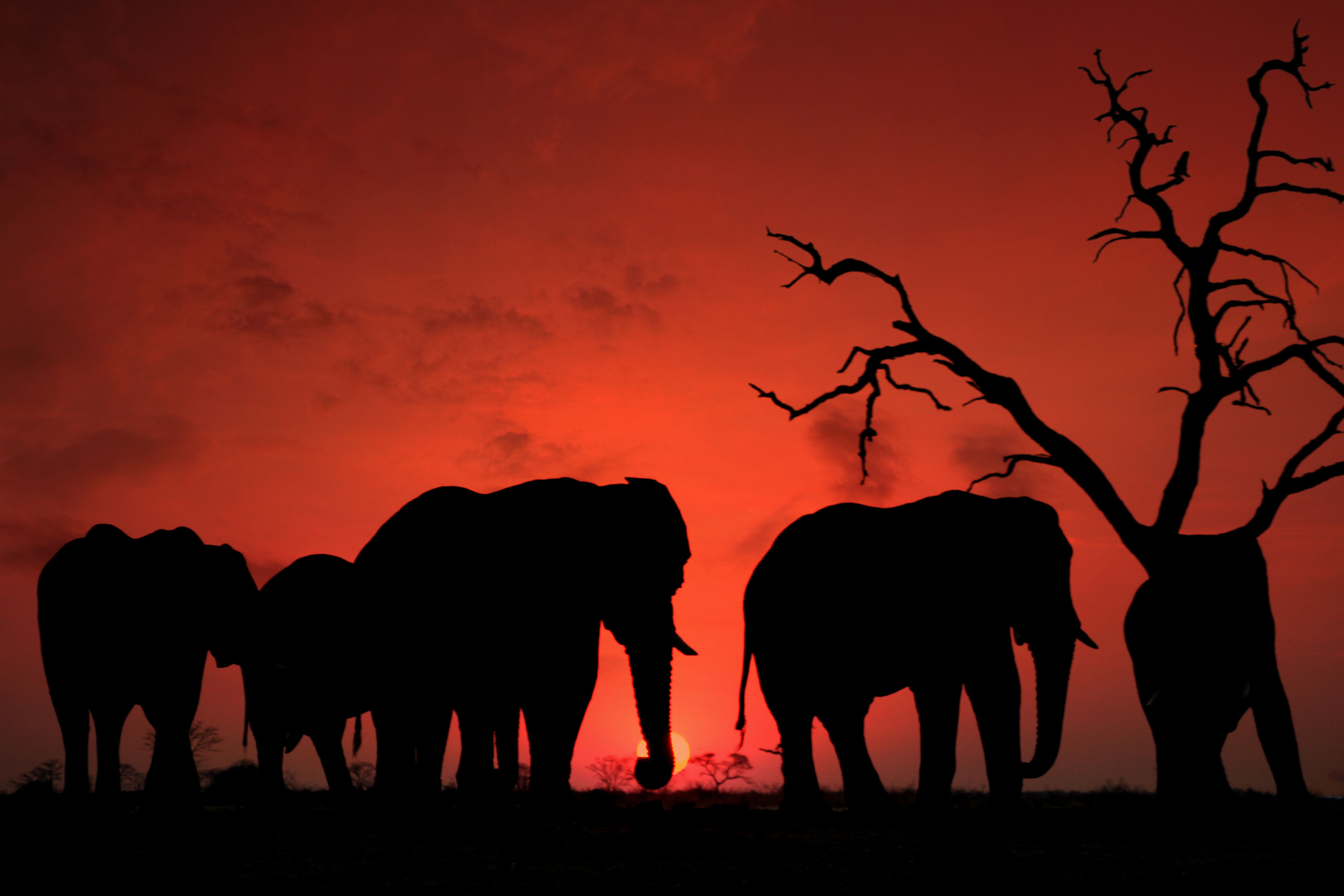 Night Game Drives in Kenya: Where They're Legal, What You'll See, and How to Book