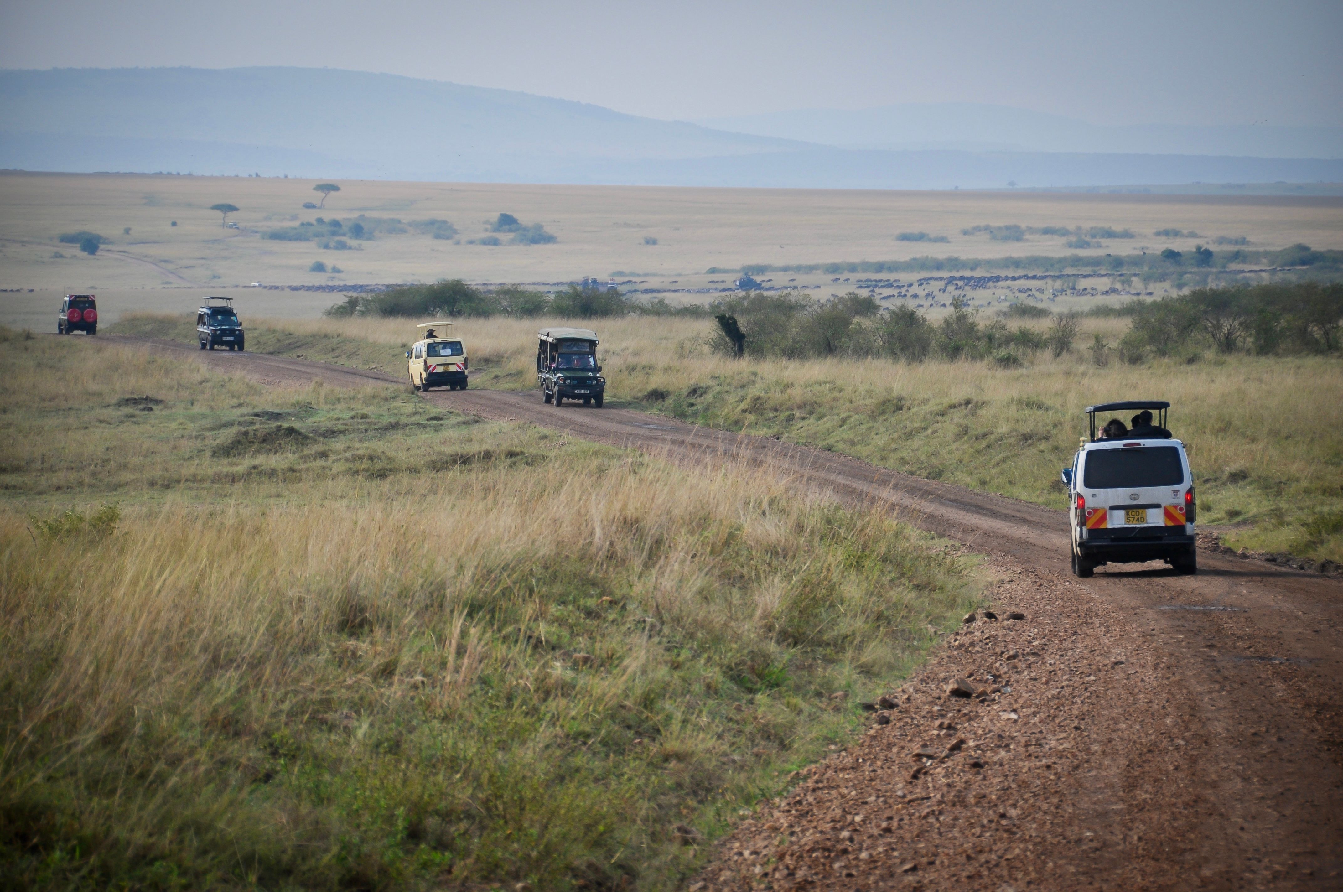 Night Game Drives in Kenya: Where They're Legal, What You'll See, and How to Book