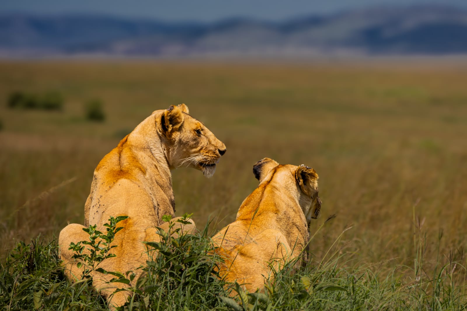 Best Maasai Mara Safari Camps and Lodges: The Definitive 2026 Guide