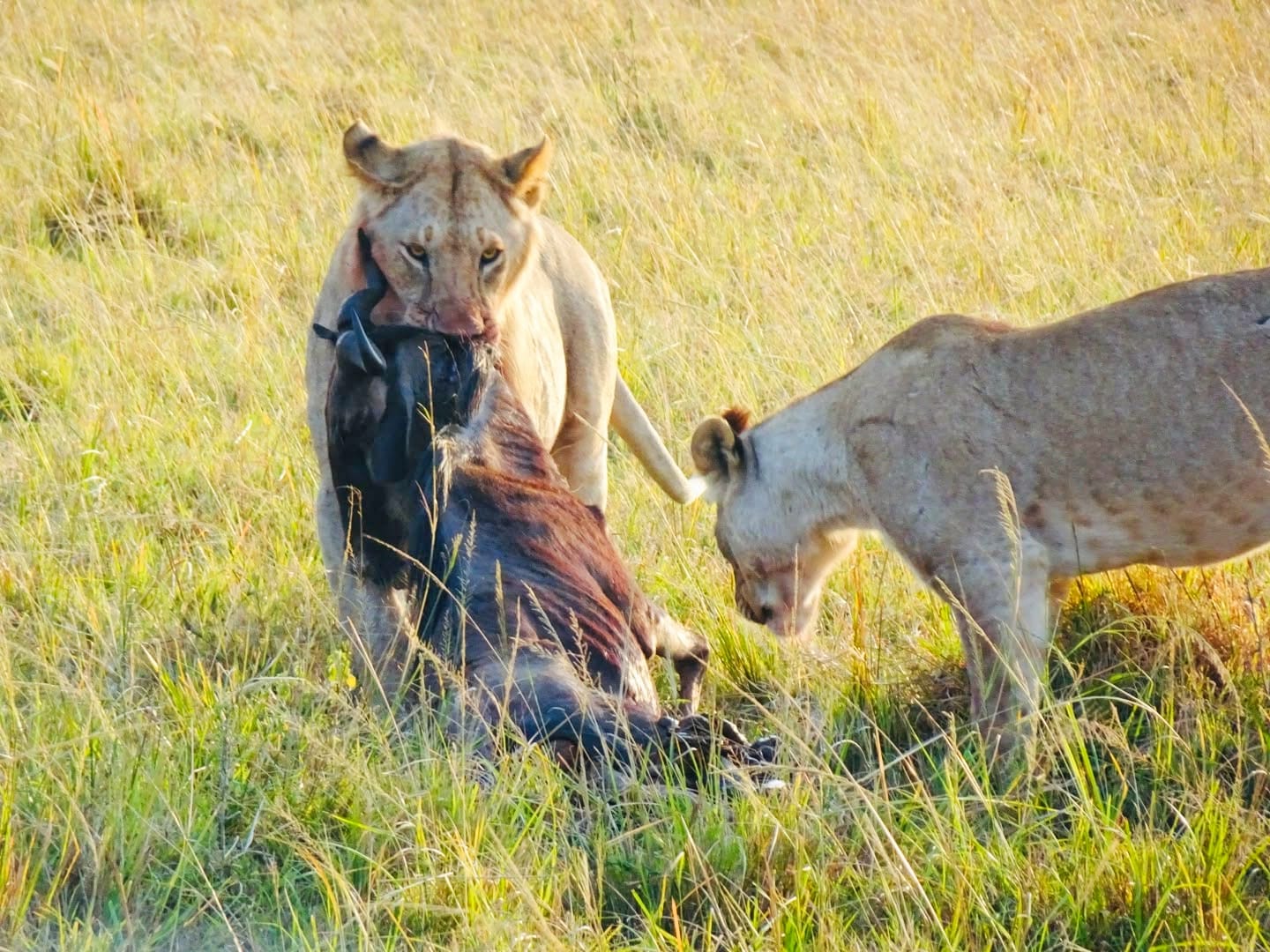 Solo Male Safari Travel in Kenya: The Definitive Guide to Costs, Safety, and Single Supplement