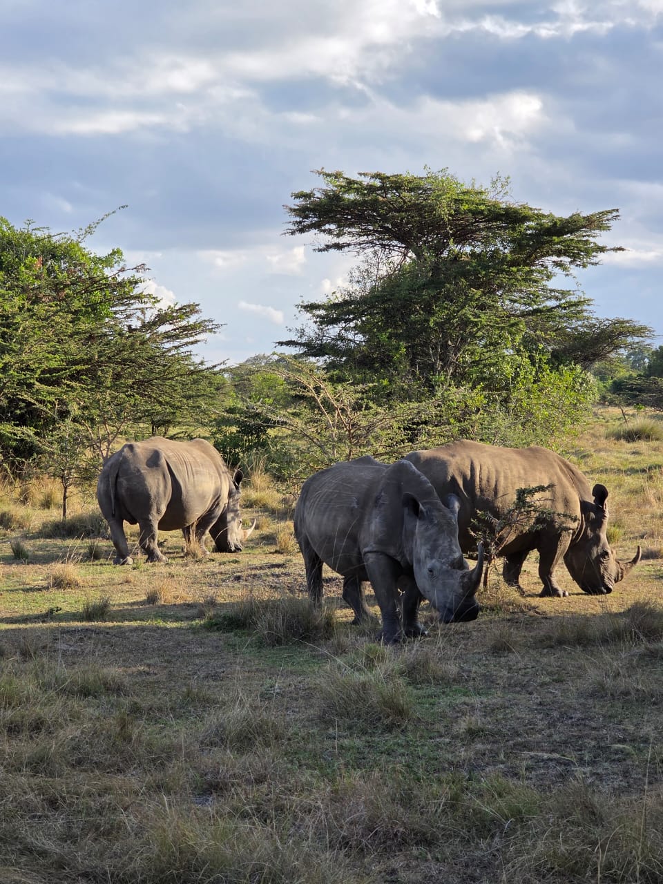 The Ultimate Guide to Planning a Large Group or Family Reunion Safari in Kenya
