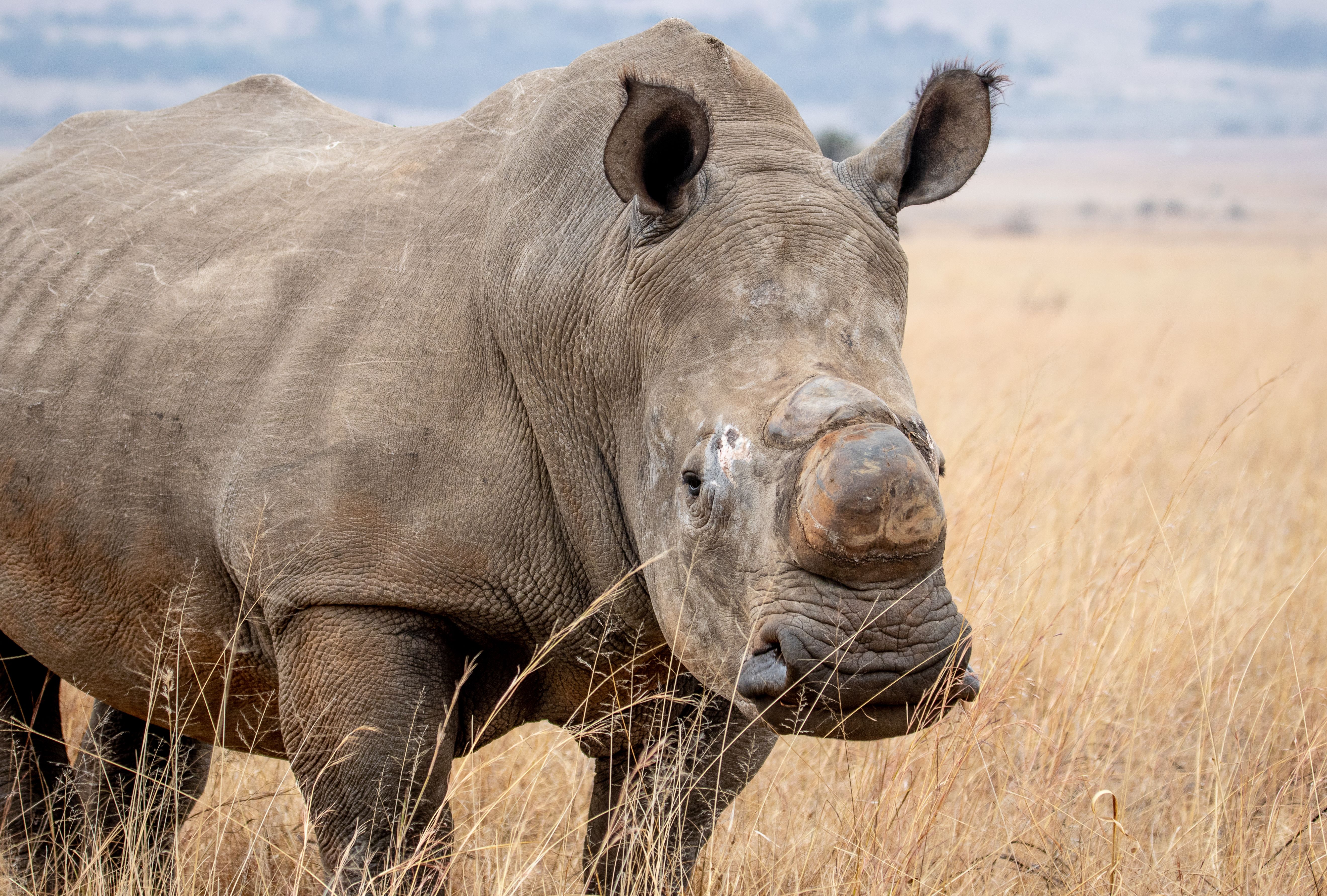 White rhino with a wide square lip standing in dry golden grass, showing how to tell white rhinos from black rhinos