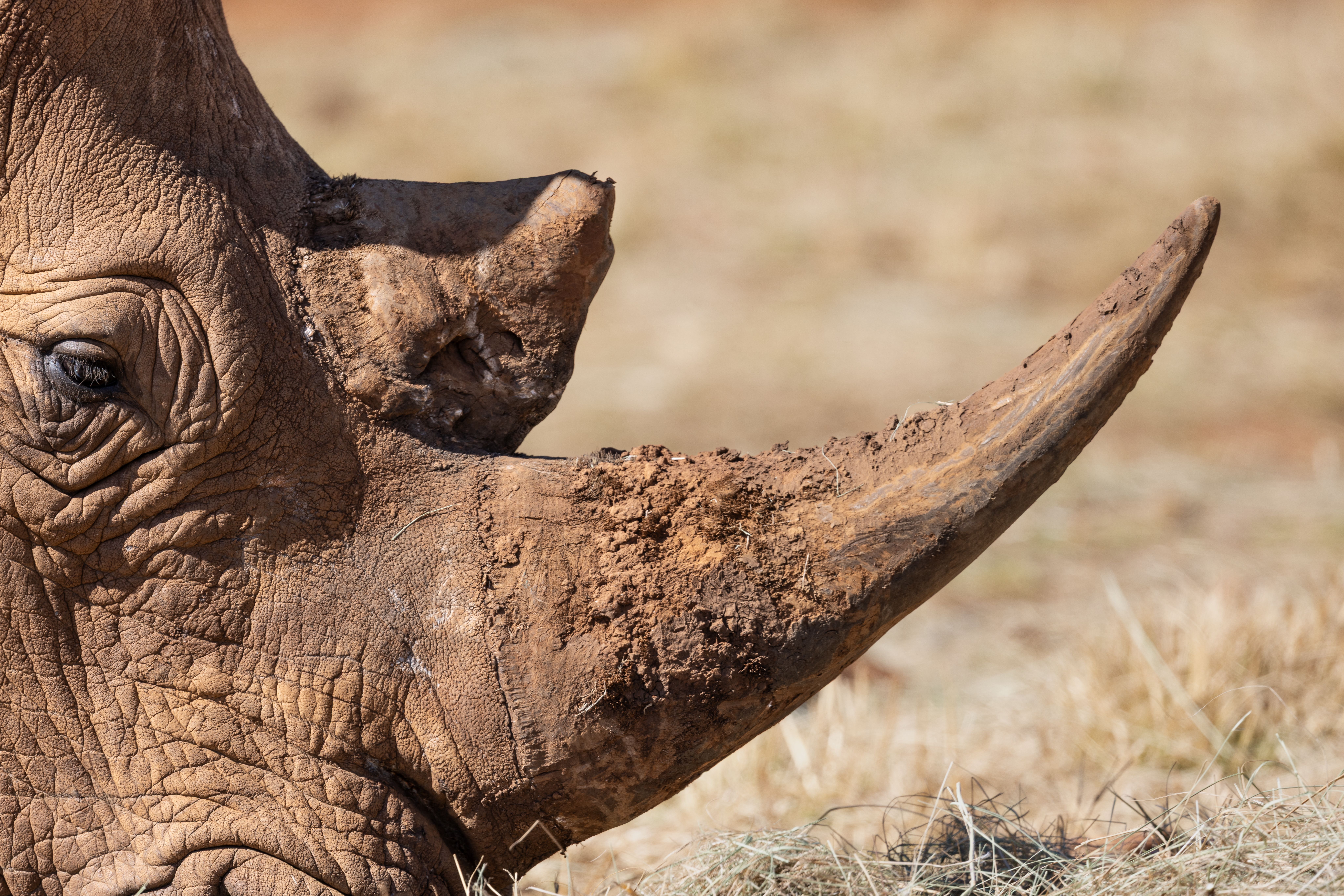 Lewa Wildlife Conservancy: The Ultimate Rhino Conservation Safari Guide (2026/27)