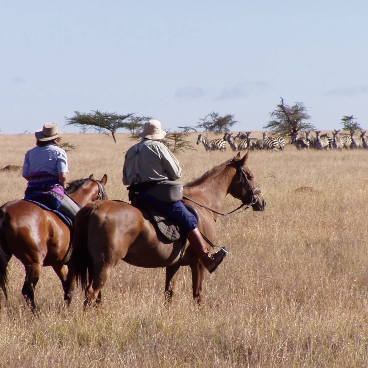 Zebras keep grazing as horseback riders approach