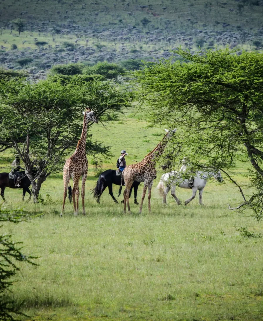 Horseback Safari Kenya: The Ultimate 2026/27 Guide to Where to Ride, What It Costs and Whether You're Ready