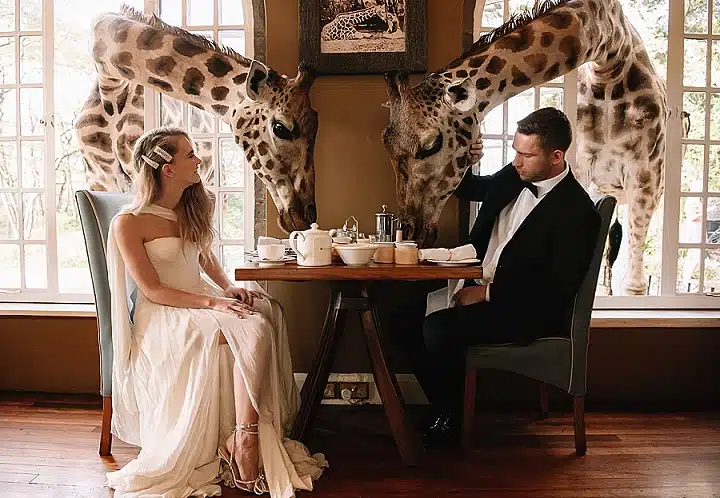 Couple at breakfast as two Nubian giraffes lean through the windows at Giraffe Manor Kenya