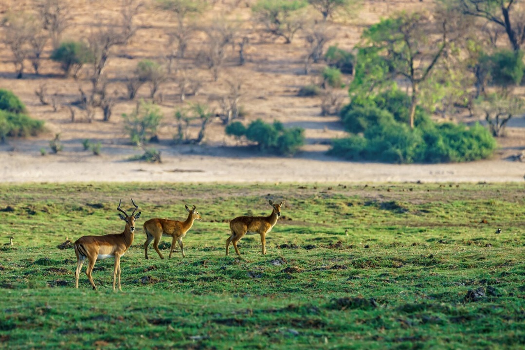 Amboseli National Park, Kenya